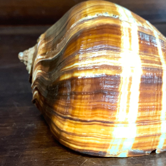 MEDIUM BROWN & IVORY CONCH