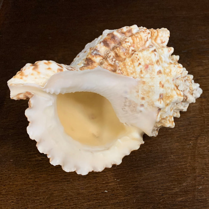 SMALL CONCH SHELL