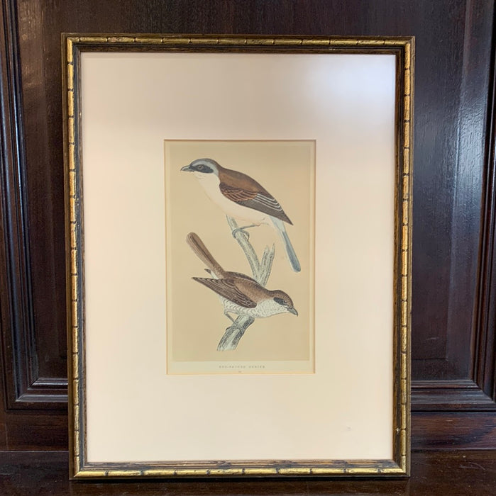 LITHO OF BIRDS