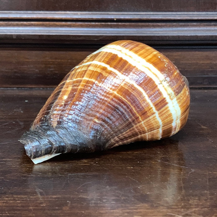 MEDIUM BROWN & IVORY CONCH