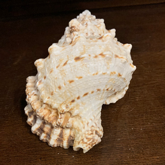 SMALL CONCH SHELL