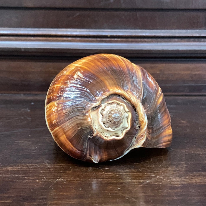 MEDIUM BROWN & IVORY CONCH