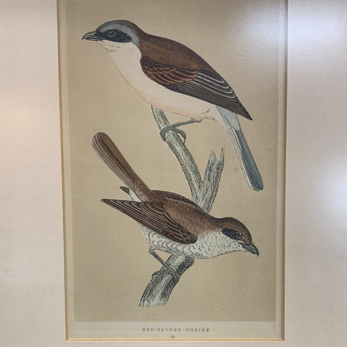 LITHO OF BIRDS