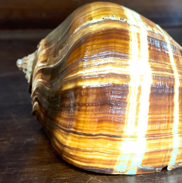 MEDIUM BROWN & IVORY CONCH