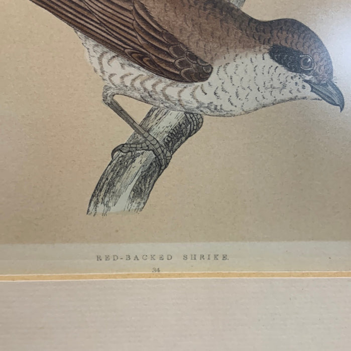 LITHO OF BIRDS