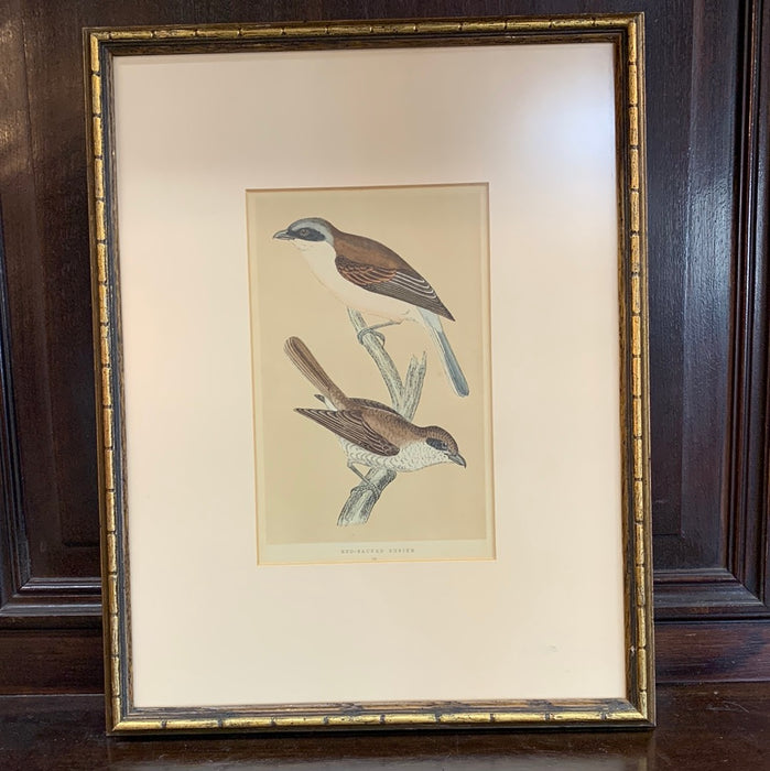 LITHO OF BIRDS