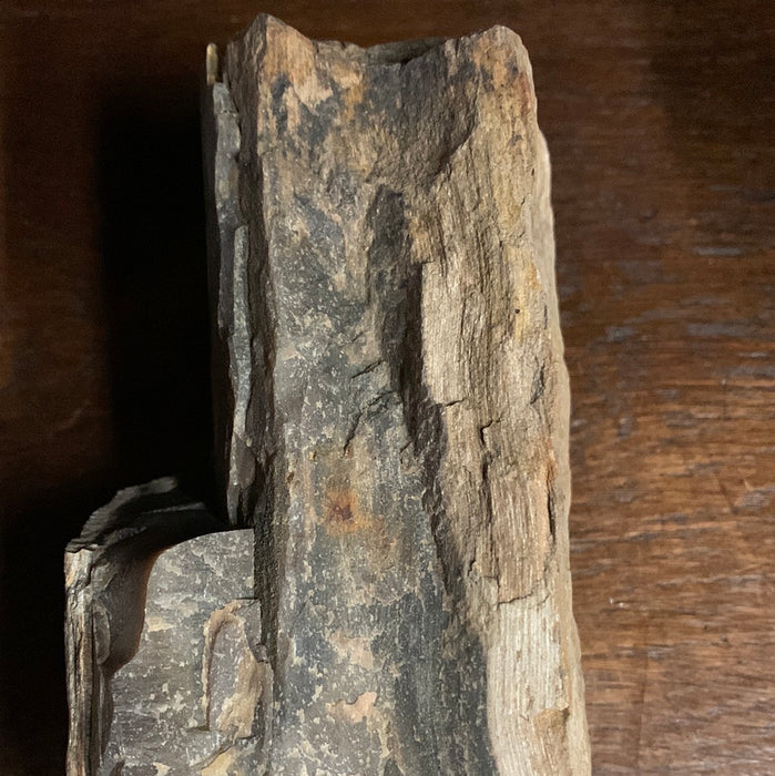 LARGE PETRIFIED WOOD