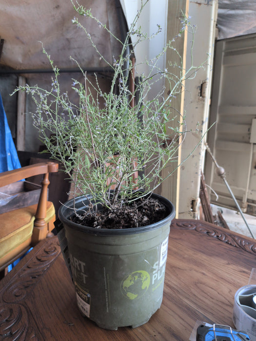 RUSSIAN SAGE PLANT
