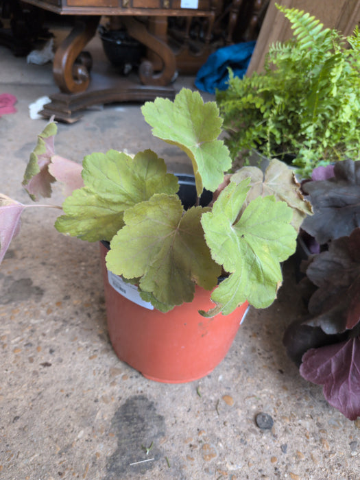 GREEN CORAL BELL PLANT 1 OF 2