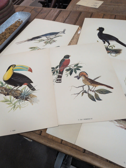 FOLIO OF 12 MEXICAN BIRD PRINTS