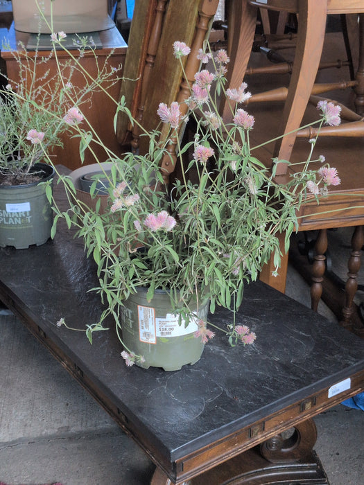 ELECTRIC PINK GOMPHRENA PLANT