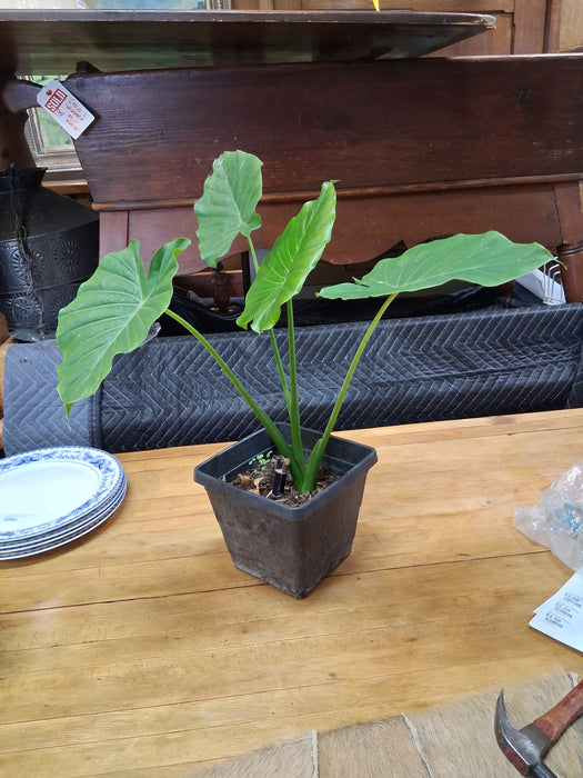 ELEPHANT EAR PLANT