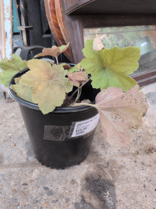 GREEN CORAL BELL PLANT 1 OF 2