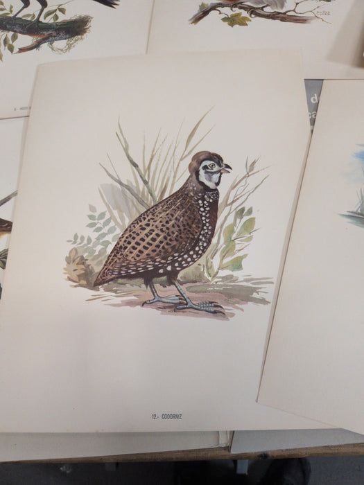 FOLIO OF 12 MEXICAN BIRD PRINTS