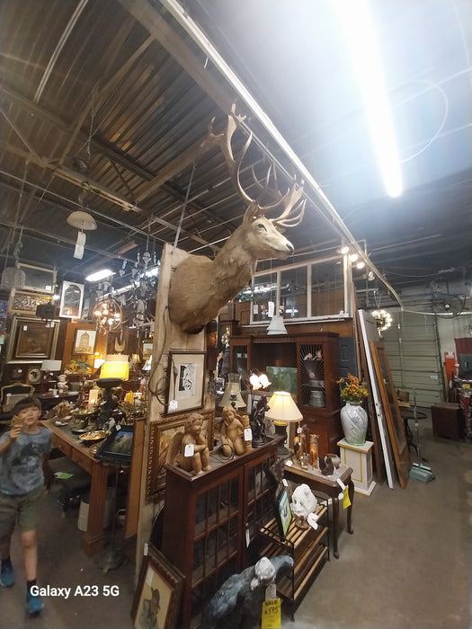 LARGE ELK MOUNT