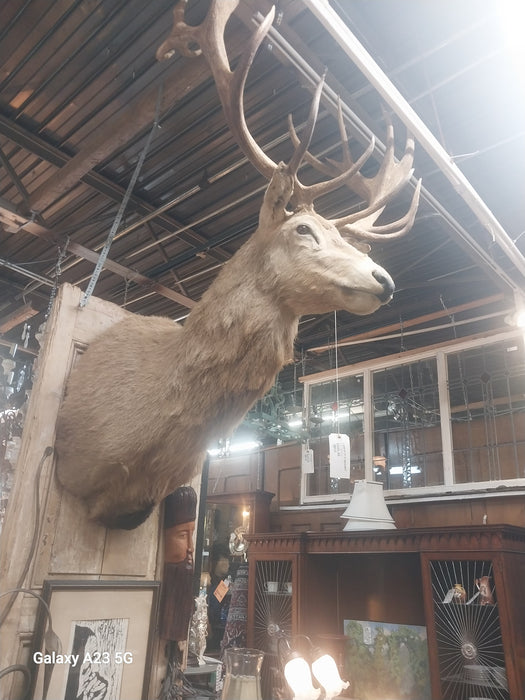 LARGE ELK MOUNT