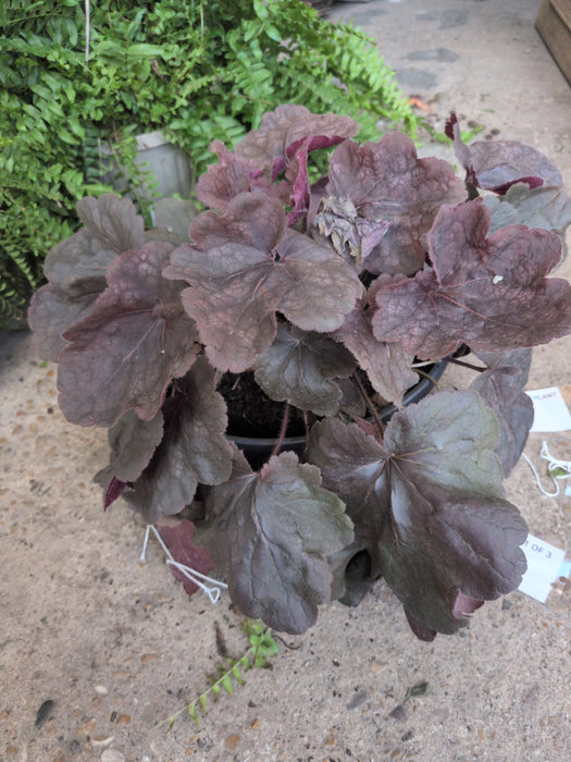 PURPLE CORAL BELL PLANT