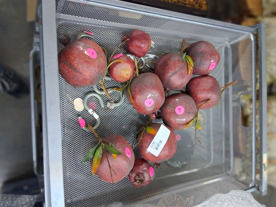 LOT OF POMEGRANATES