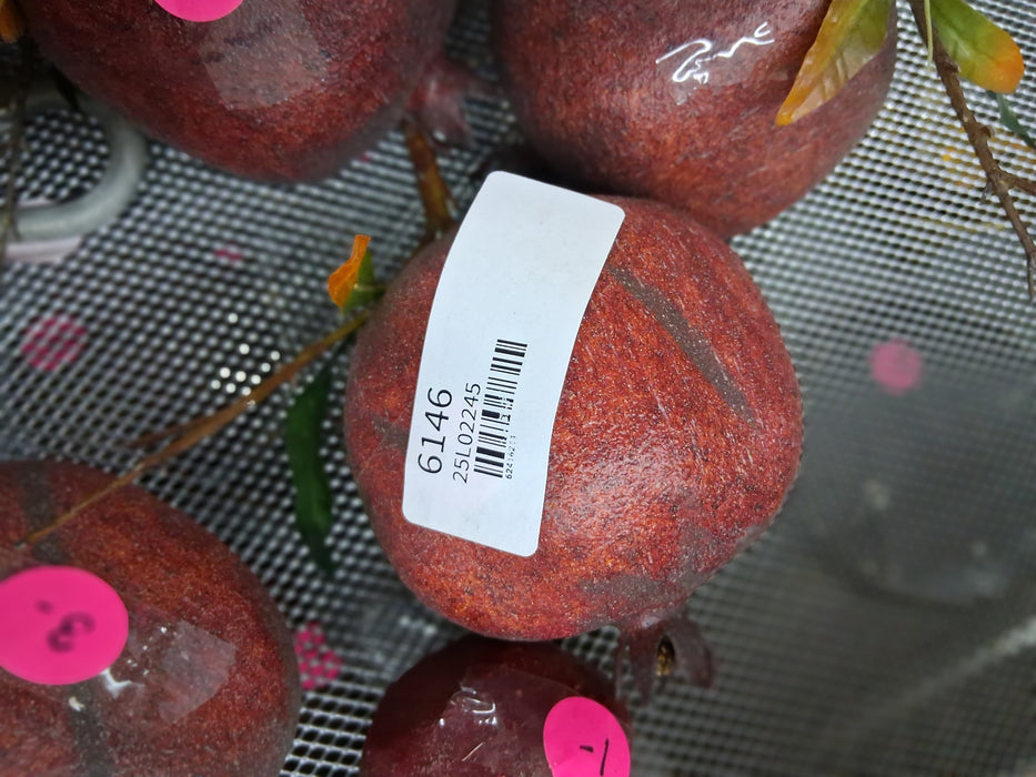 LOT OF POMEGRANATES