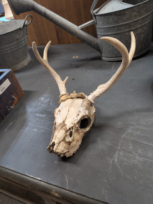SMALL DEER SKULL WITH ANTLERS