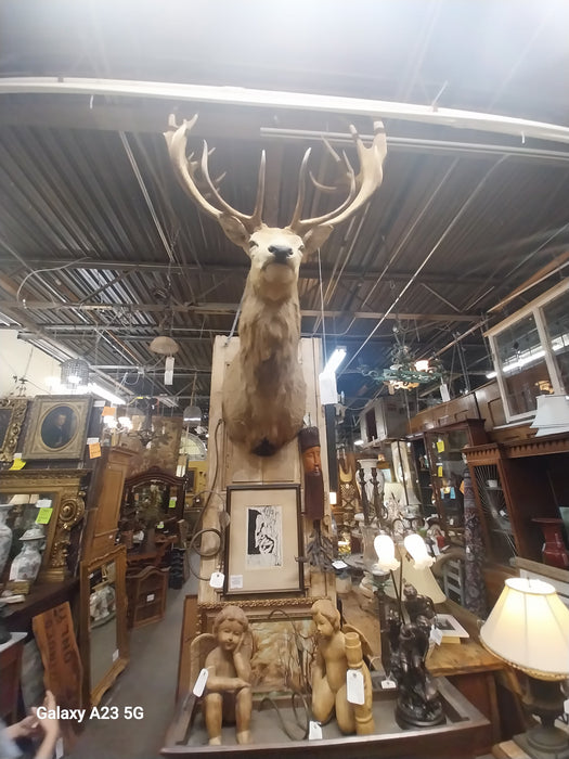 LARGE ELK MOUNT
