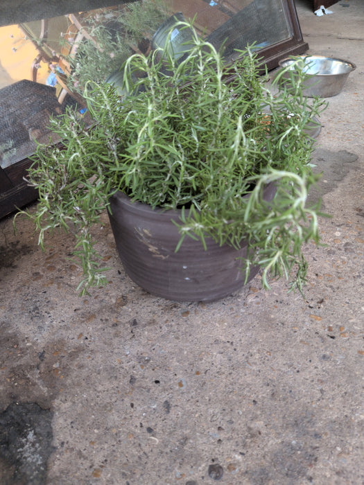 ROSEMARY PLANT