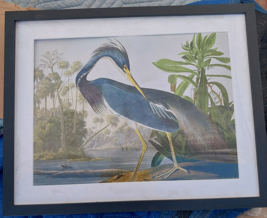 COLORFUL ADUBON CRANE PRINT