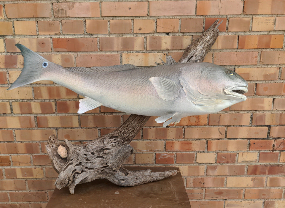 OLD JOE, MOUNTED FISH AS FOUND