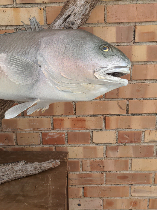 OLD JOE, MOUNTED FISH AS FOUND