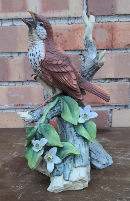 BISQUE WOOD THRUSH BY ANDREA