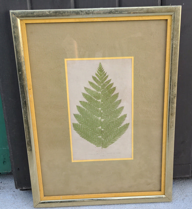 FRAMED PRINT OF A FERN LEAF