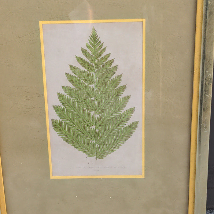 FRAMED PRINT OF A FERN LEAF