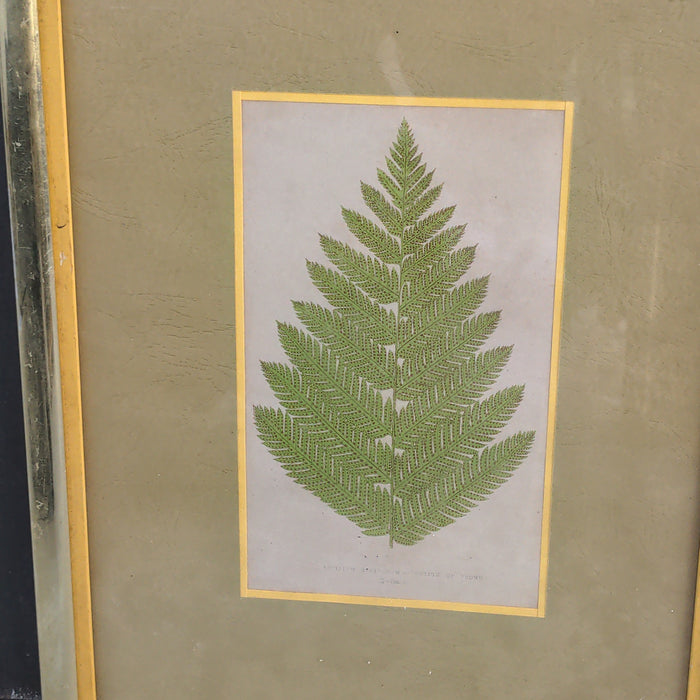 FRAMED PRINT OF A FERN LEAF