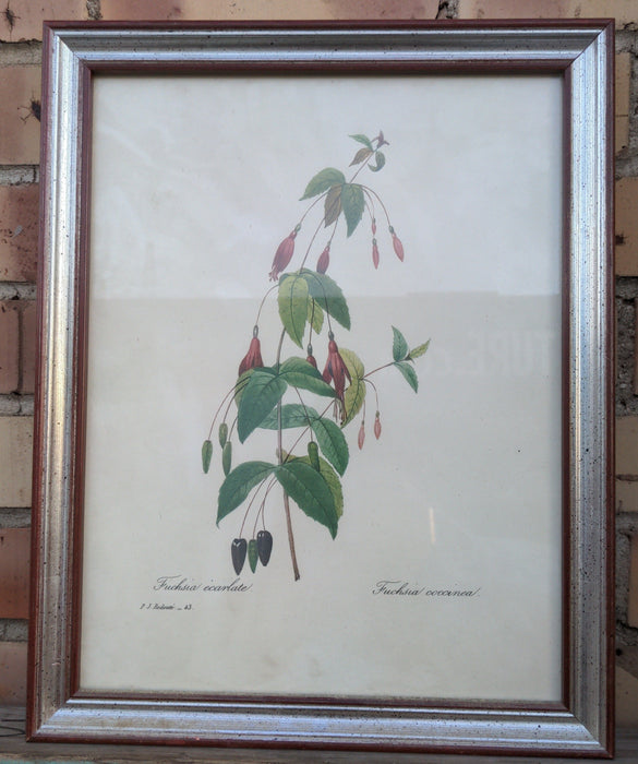 BOTANICAL IN SILVER FRAME