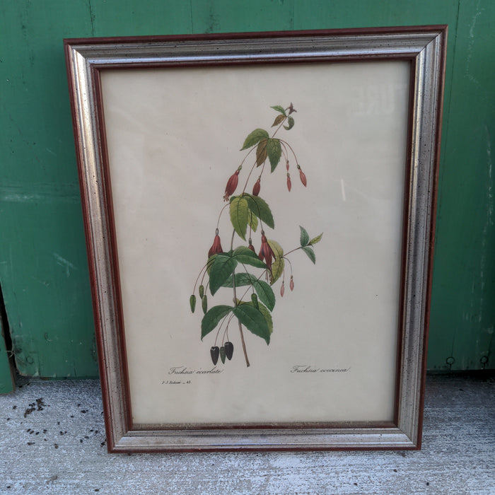 BOTANICAL IN SILVER FRAME