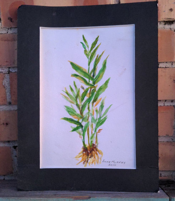 SMALL PRINT OF A GINGER PLANT