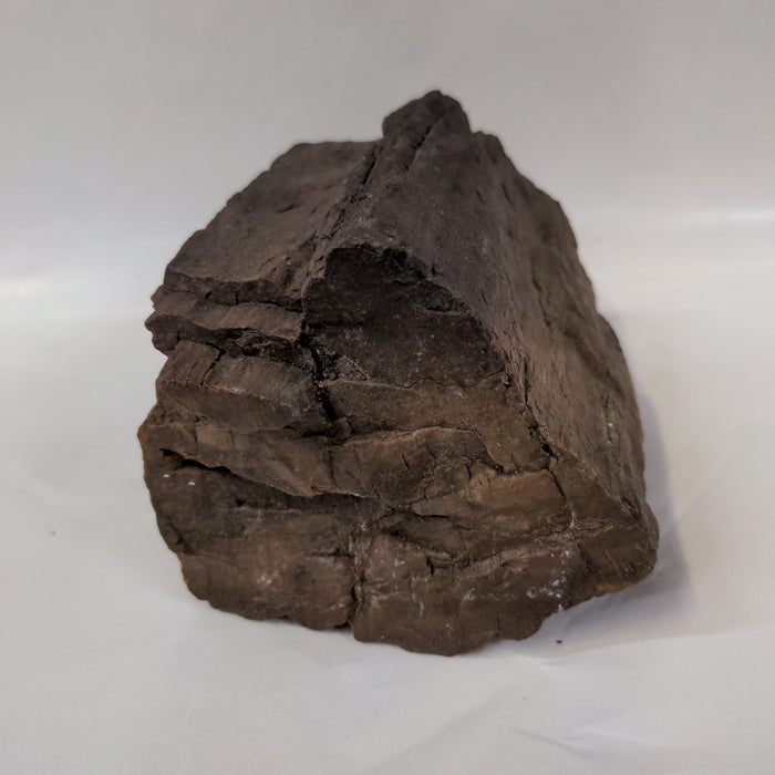 LARGE PIECE OF PETRIFIED WOOD