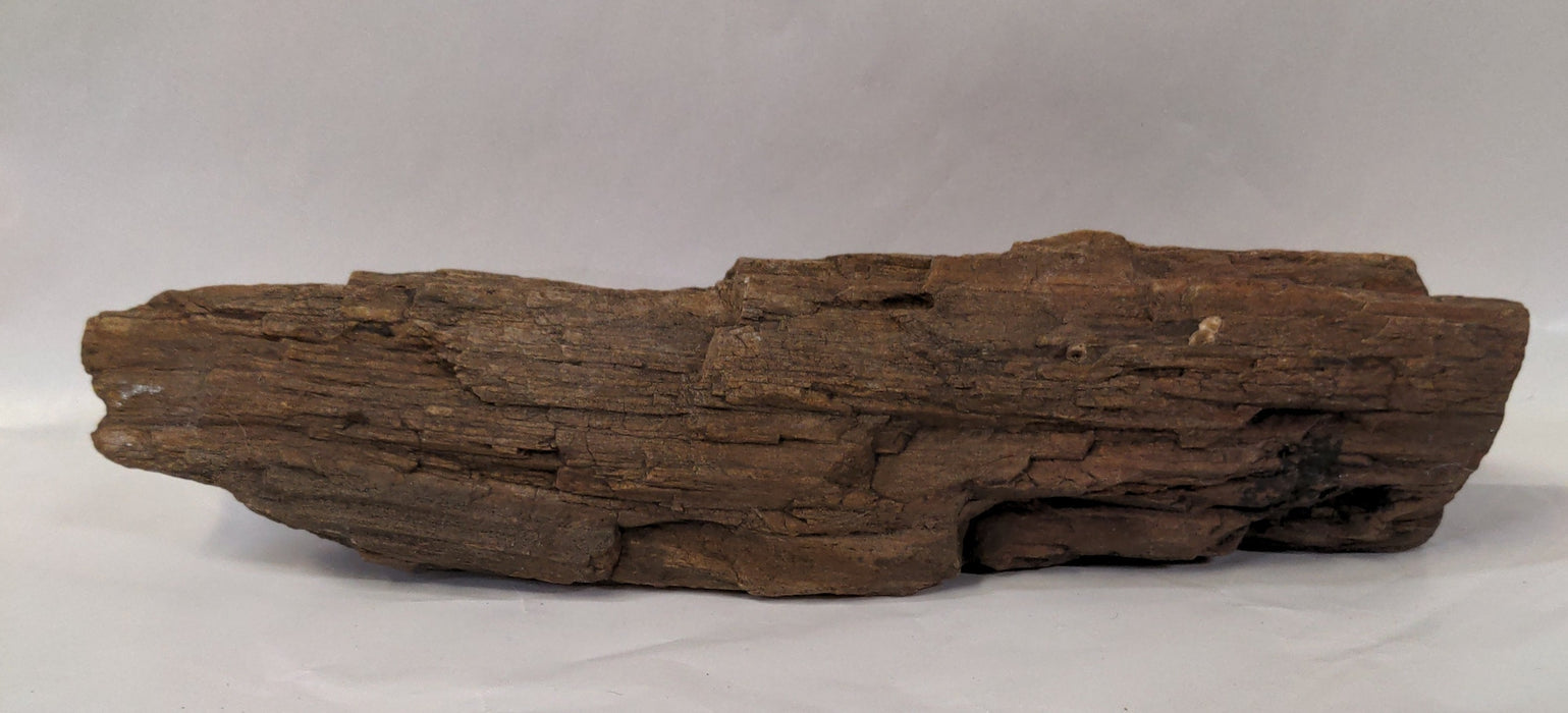 LONG PIECE OF PETRIFIED WOOD