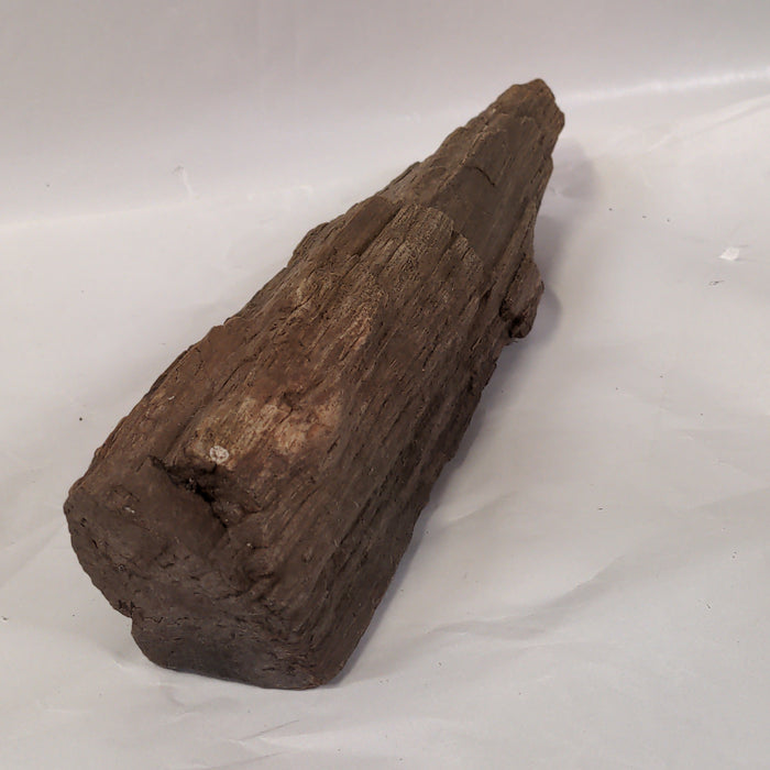 LONG PIECE OF PETRIFIED WOOD