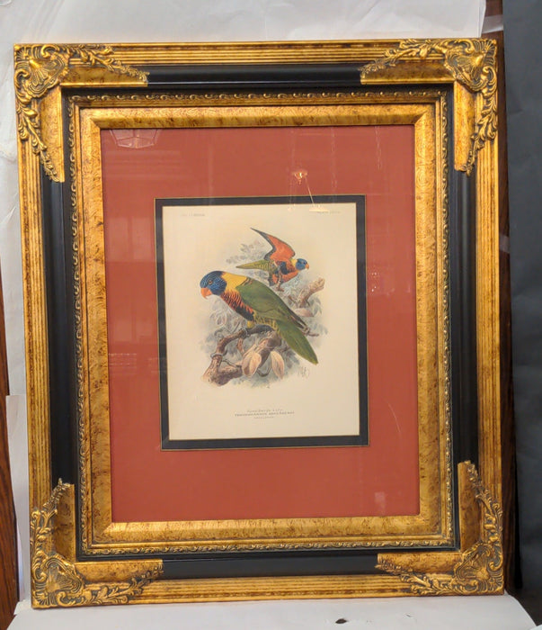 BEAUTIFULLY FRAMED AND COLORED PARROTS PRINT
