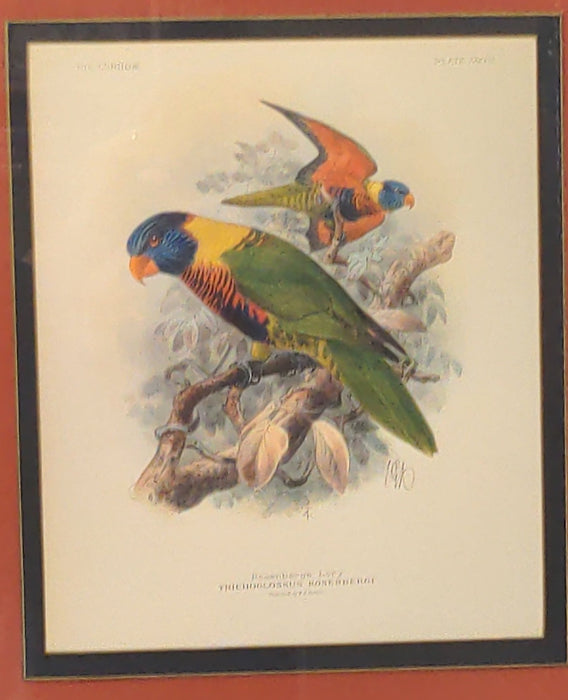 BEAUTIFULLY FRAMED AND COLORED PARROTS PRINT