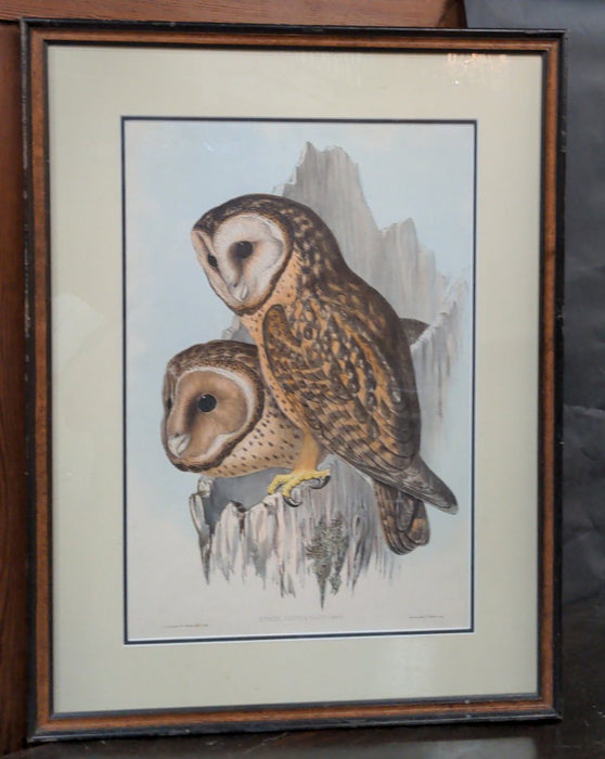 HAND COLORED OWL LITHOGRAPH BY GOULD 19TH CENTURY