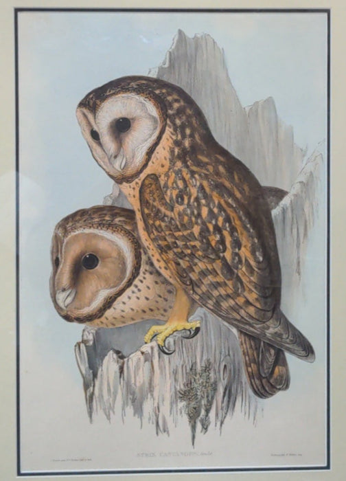 HAND COLORED OWL LITHOGRAPH BY GOULD 19TH CENTURY