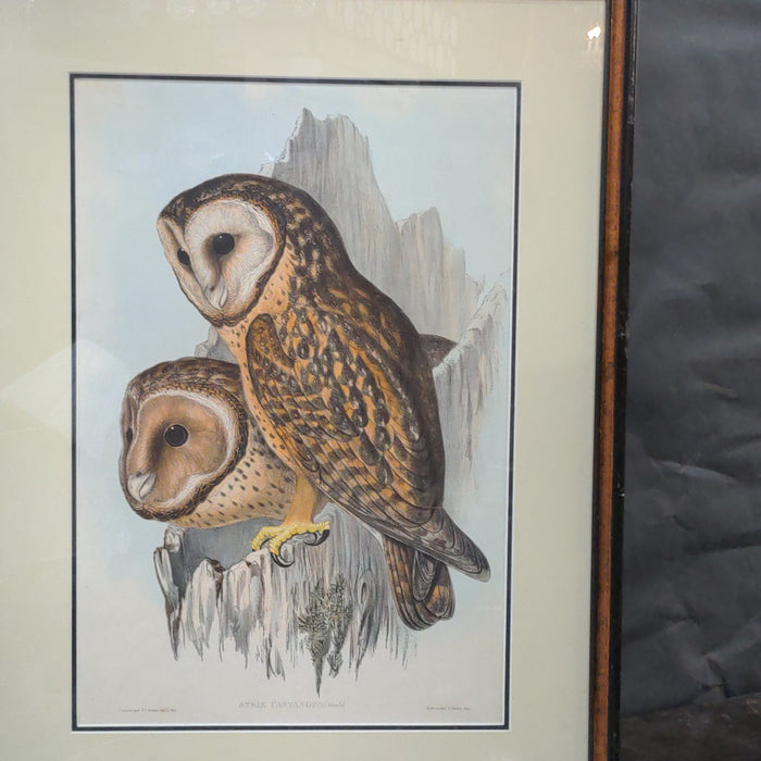 HAND COLORED OWL LITHOGRAPH BY GOULD 19TH CENTURY