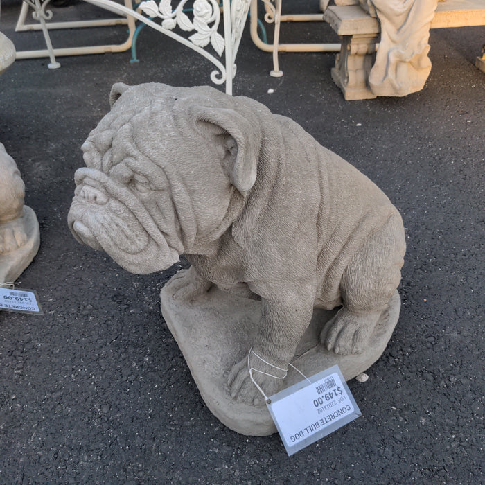 CONCRETE AMERICAN BULL DOG