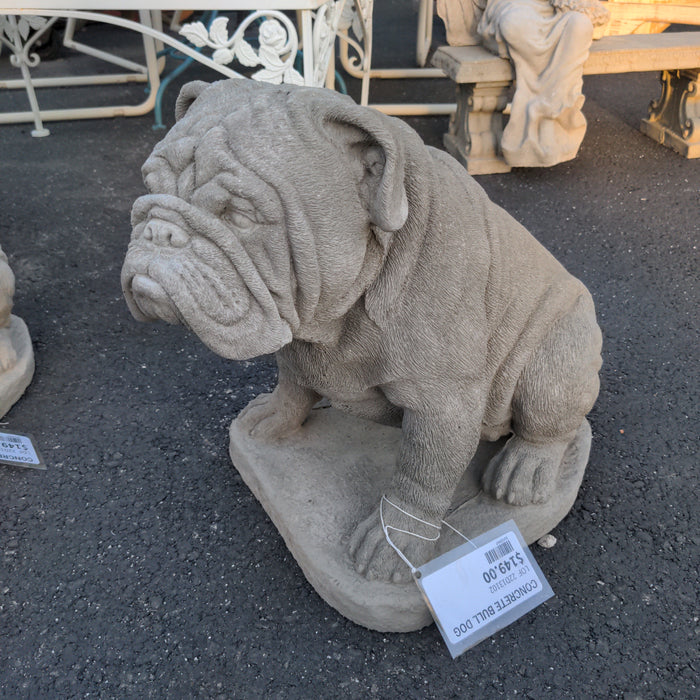 CONCRETE AMERICAN BULL DOG