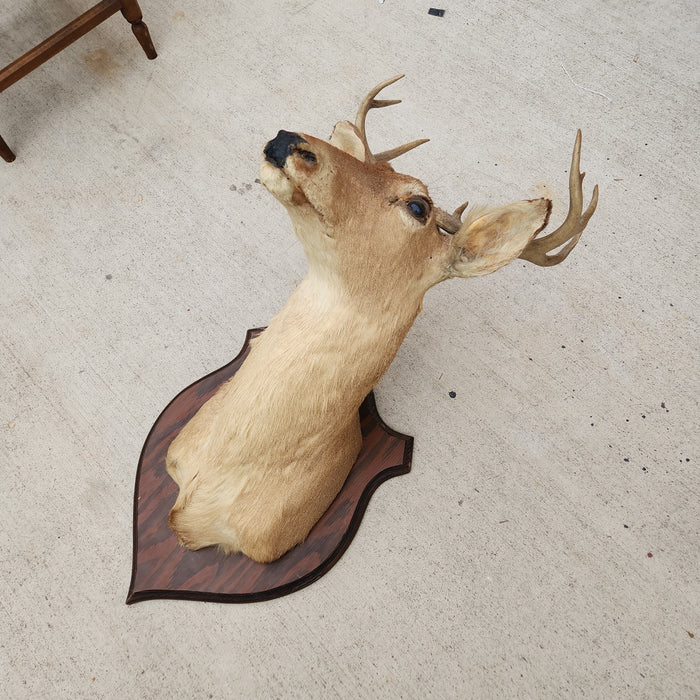 TAXIDERMY DEER HEAD MOUNT