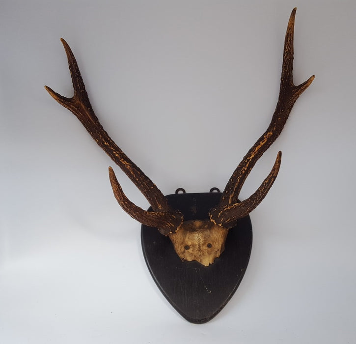 ANTIQUE EUROPEAN ANTLERS MOUNTED ON  PLAQUE