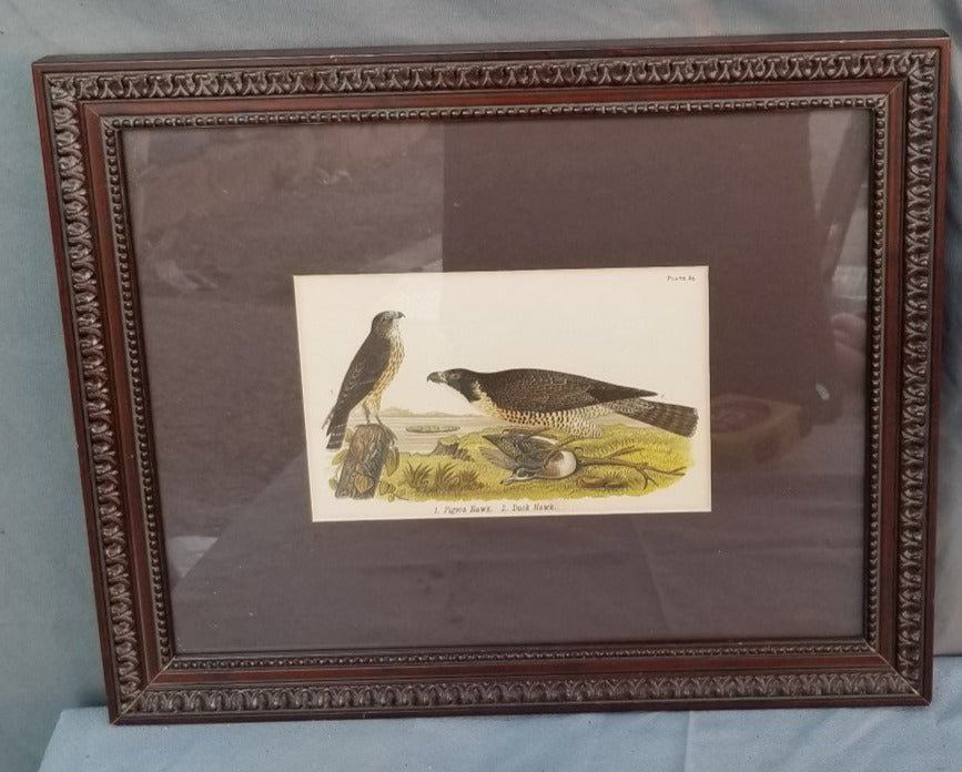 PAIR OF HORZONTAL BIRD PRINTS