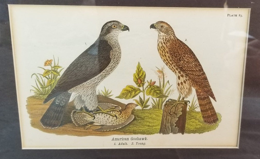 PAIR OF HORZONTAL BIRD PRINTS